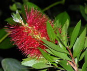 �u���V�̖؂̉�