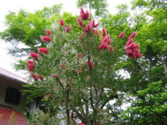 �u���V�̖�