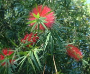 �u���V�̖؂̉�