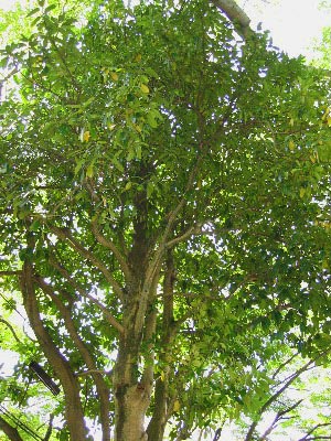 �^�����E�̖�