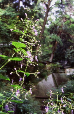 �v�ې�Ȃɂ����J���K�l�\�E