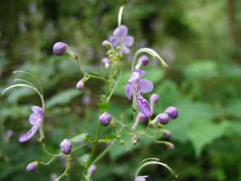 �J���K�l�\�E