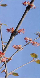 �J�c���̉�