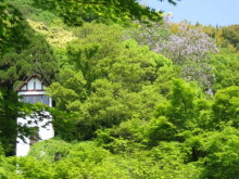 �R���뉀�̃L���̉�