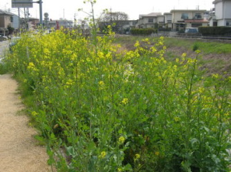 �Z�C���E�J���V�i