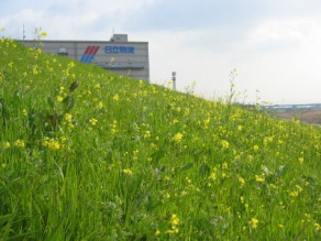 �Z�C���E�J���V�i�̌Q��