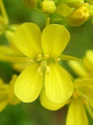 �Z�C���E�J���V�i