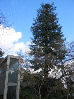 �Z���y���Z�R�C�A