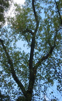 �o�X�≡�̃����̖�