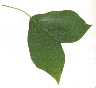 �����̖؂̗t