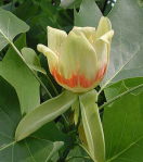 �����̖؂̉�